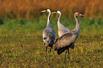 Eurasian cranes