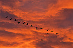 Eurasian cranes