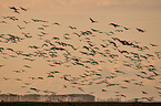 Eurasian cranes