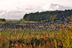 Eurasian cranes