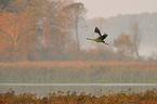 Eurasian crane