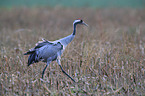 Eurasian crane