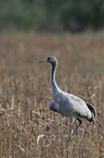 Eurasian crane