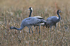 Eurasian cranes