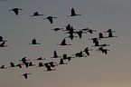 Eurasian cranes