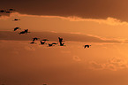 Eurasian cranes