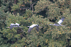 common cranes