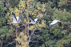 common cranes