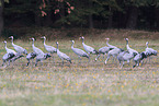 common cranes