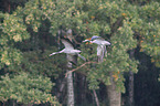 common cranes