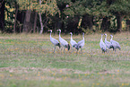 common cranes