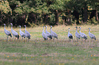 common cranes