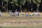 common cranes