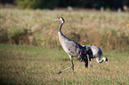 common cranes