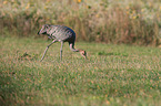 common crane