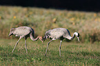 common cranes