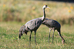 common cranes
