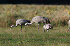 common cranes