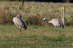 common cranes