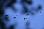 flying Common Cranes