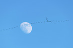 flying Common Cranes