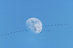 flying Common Cranes