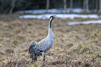standing Common Crane