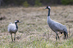 walking Common Cranes