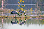 standing Common Cranes