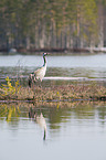 standing Common Crane