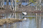 walking Common Crane