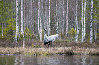 standing Common Cranes