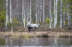 standing Common Cranes