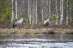 standing Common Cranes