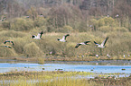 flying Common Cranes