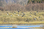 flying Common Cranes