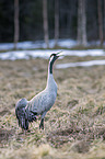 standing Common Crane