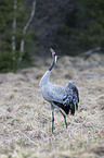 walking Common Crane