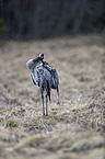 standing Common Crane