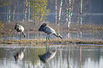 Common Cranes