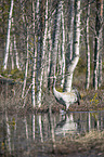 walking Common Crane