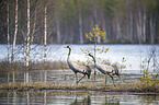 Common Cranes