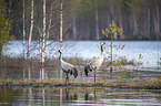 Common Cranes