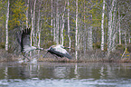 flying Common Cranes