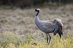 walking Common Crane