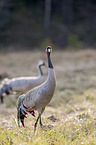 Common Cranes