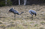 Common Cranes