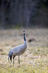 walking Common Crane