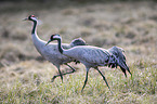 Common Cranes