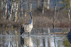 walking Common Crane